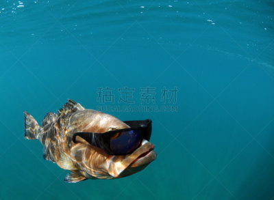 太阳镜,鱼类,酷,衣服,无人,红点石斑,水,海洋生命,图像,水平画幅