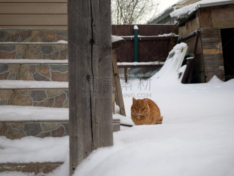 野生猫科动物,谷仓,红色,雪乡,水平画幅,家畜,雪,乡村,户外,庭院