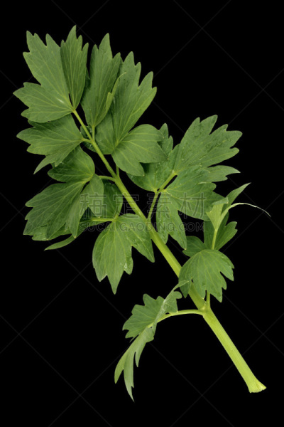 拉维纪草植物,草本园,垂直画幅,无人,户外,德国,调味品,健康食物,摄影,种植