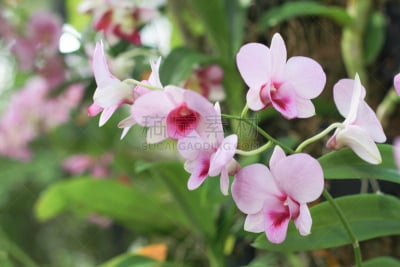 兰花,粉色,背景,仅一朵花,菜园,美,水平画幅,无人,古典式,夏天
