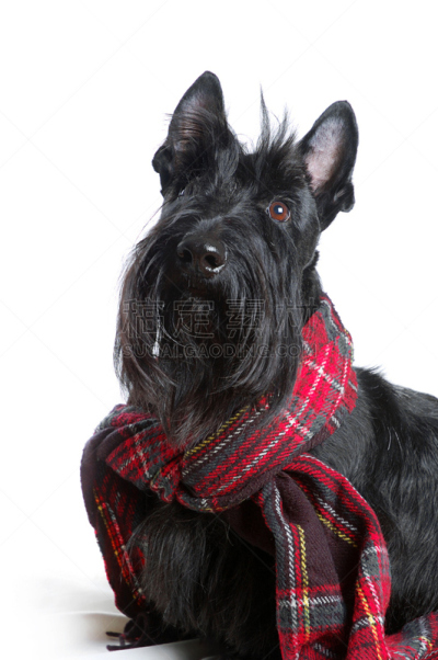 苏格兰粗毛猎狐犬,可爱的,纯种犬,梗犬,狗,哺乳纲,一只动物,小的,动物,小狗
