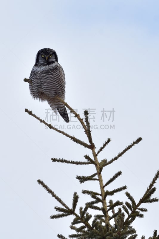 hawk owl,北,自然,垂直画幅,野生动物,美国,食肉鸟,雪,无人,猫头鹰