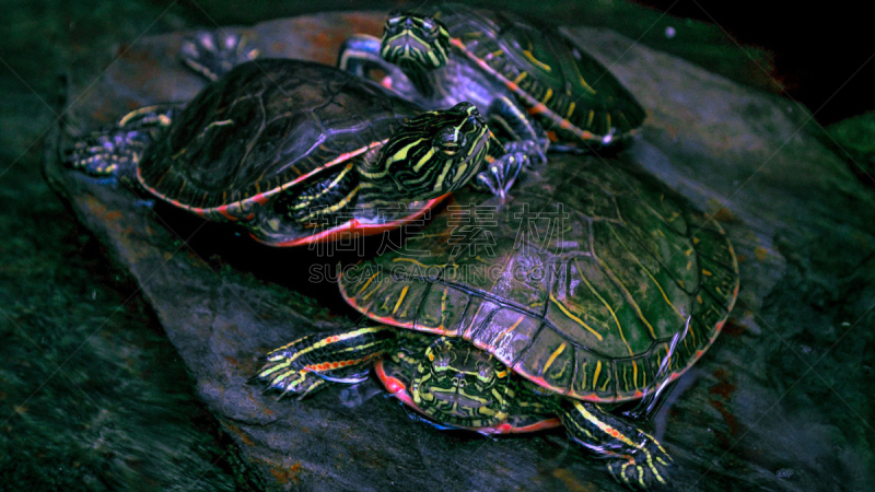 painted turtle,龟壳,龟,自然,水,海龟,野生动物,水平画幅,户外,湖