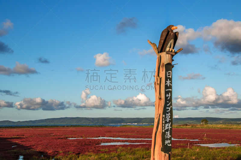 湖,日本,北海道,珊瑚,草,美,度假胜地,草原,水平画幅,云