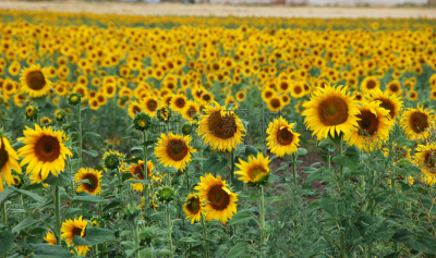 向日葵,水平画幅,绿色,地形,无人,户外,玩具熊向日葵,西班牙,common sunflower,田地