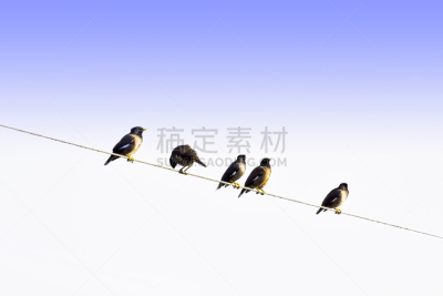 印度,家八哥,鹭管鱼,新德里,热带气候,野生动物,环境,翅膀,北美歌雀,动物群