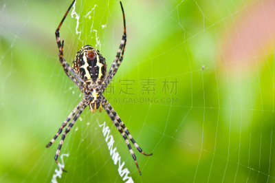 蜘蛛,自然,褐色,水平画幅,蜘蛛网,蜘蛛恐惧症,蜘蛛纲,特写,黑色,断纹金蛛
