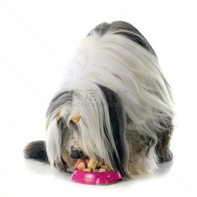 有须柯利牧羊犬,宠物食盘,柯利牧羊犬,灰色,纯种犬,牧羊犬,白色背景,方形画幅,饥饿的,吃