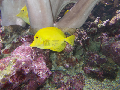热带鱼,两只动物,自然,野生动物,黄高鳍刺尾鱼,水平画幅,水肺潜水,动物学,水下,颊纹鼻鱼