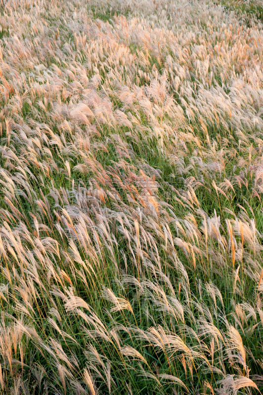 潘帕斯大草原,eel grass,vulpia grass,芒草,观赏草,垂直画幅,枝繁叶茂,夏天,沼泽,湖