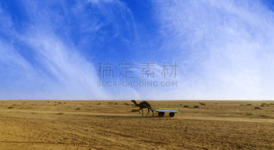 卡奇区,古吉拉特邦,骆驼,非凡的,白色沙漠,法拉夫拉,塔尔沙漠,含盐盆地,水,美