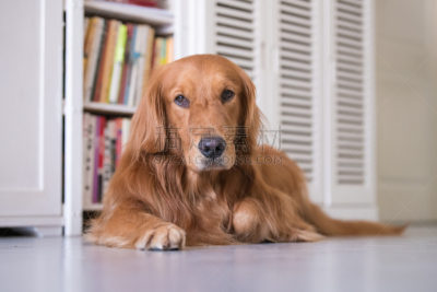 金毛寻回犬,腰部以下,褐色,寻回犬,水平画幅,工作室,哺乳纲,友谊,看,狗