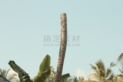 阿里环礁,马尔代夫,枝,棕榈树,分离着色,热,自然界的状态,菜园,印度次大陆,环境