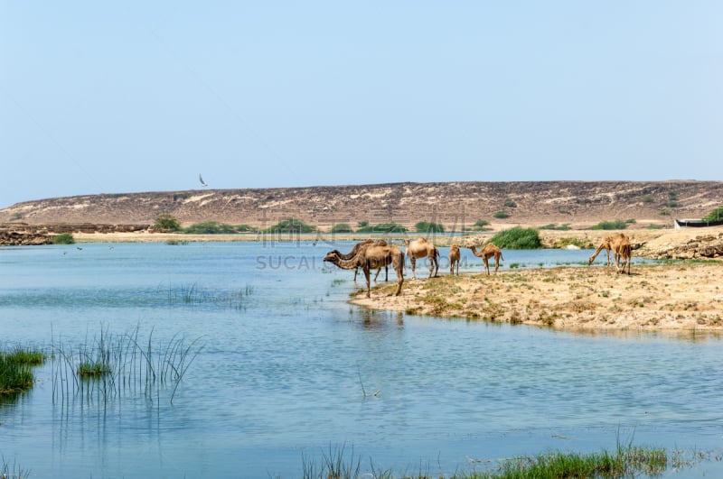 塞拉莱,阿曼,海滩,骆驼,dhofar,单峰骆驼,水平画幅,旅行者,波斯湾,摄影