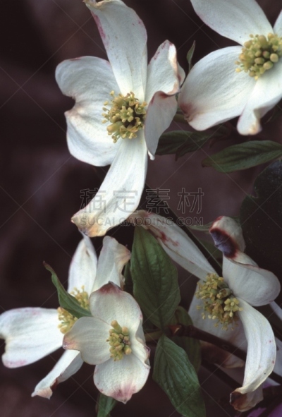 野花,开花的山茱萸,自然,垂直画幅,美国,无人,户外,野生植物,佛罗里达,箭木