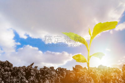秧苗,清新,植物,新的,泥土,创造力,主动,营养阶段,开端,新生活
