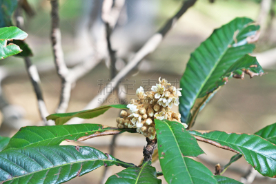 Flower of the loquat
ビワの花
