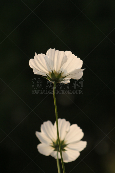 白色,大波斯菊,垂直画幅,无人,优美,长颈族,户外,特写,黑色背景,希腊