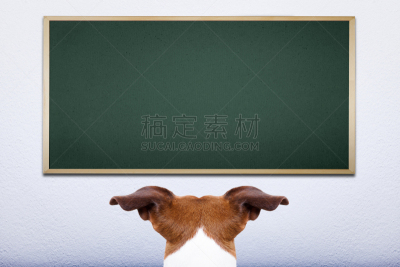学校,狗,杰克拉瑟短腿犬,留白,脑风暴,灵感,水平画幅,智慧,在之后,梗犬