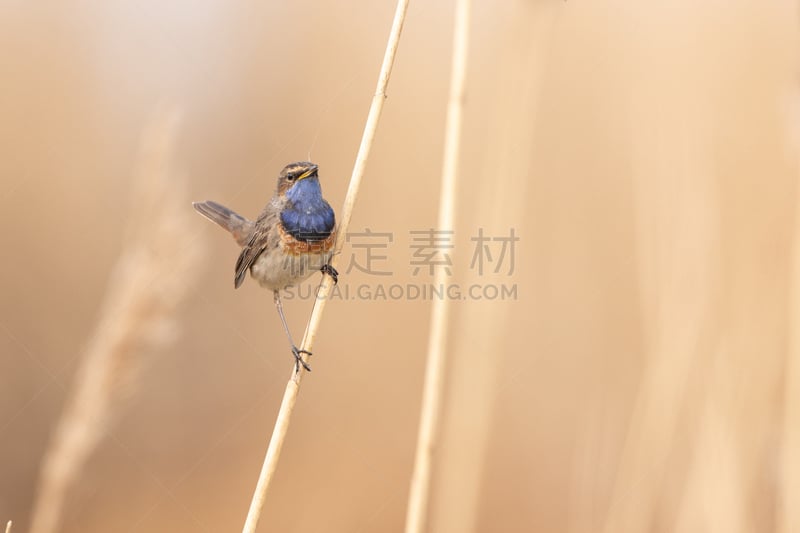 兰喉鸟,背景分离,野生动物,图像,荷兰,一只动物,北美歌雀,自然美,春天,无人