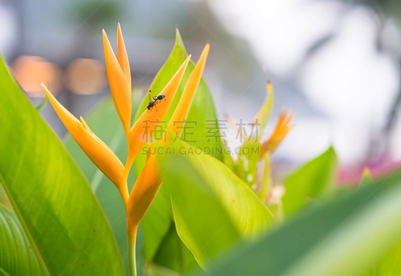 天堂鸟花,自然,parrot's beak海里康属植物,水平画幅,无人,户外,海里康属,特写,泰国,雨林