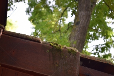 苔藓,屋顶,瓦,褐色,野生动物,水平画幅,木制,秋天,无人,木材
