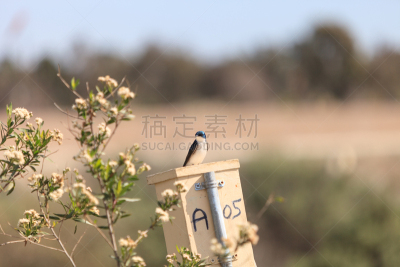 树燕,蓝色,鸟类,野生动物,美国,水平画幅,加利福尼亚,荧光色,鸟巢,动物