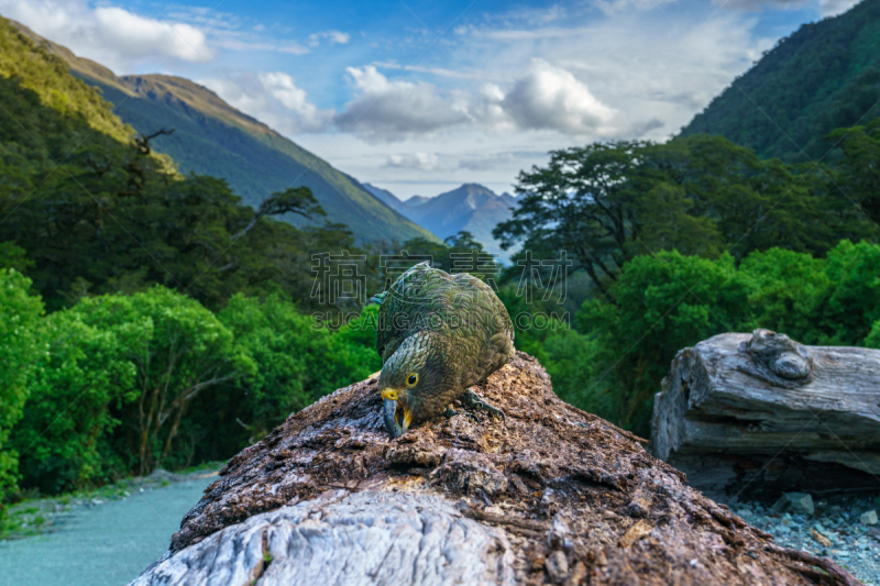 肉食大鹦鹉,树干,南阿尔卑斯山脉,新西兰,山区鹦鹉,云景,云,壁纸,草,动物