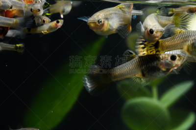 鱼类,多色的,孔雀鱼,水,缺牙,水平画幅,无人,水下,夏天,特写