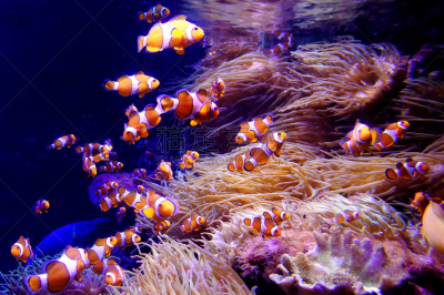 水,气候,水平画幅,水肺潜水,无人,水下,野外动物,生物学,大洋洲,东南亚