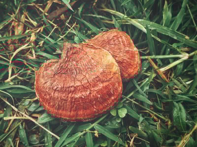 灵芝,蘑菇,石南花,球,褐色,水平画幅,无人,夏天,草,特写