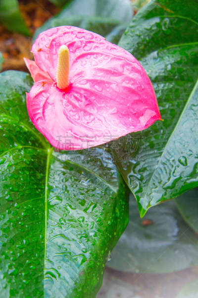花烛属,火烈鸟,日光,垂直画幅,热带鸟,美,夏天,异国情调,室内植物,特写
