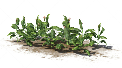 白色背景,烟草,自然,水平画幅,花烟草,无人,绘画插图,有机食品,户外,干的