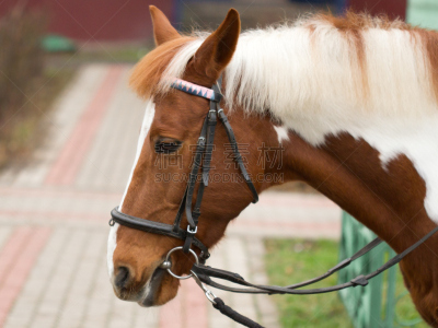 Dressage or riding concept: portrait of horse with bridle closeup.