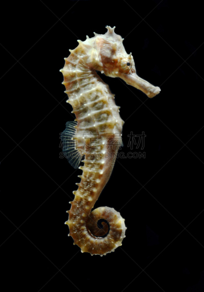 海马,黑色背景,分离着色,自然,垂直画幅,野生动物,侧面像,背景分离,黑色,一只动物