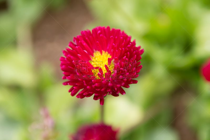 红色,菊花,雏菊,高阳市,自然,拍摄场景,野生动物,水平画幅,生物,无人