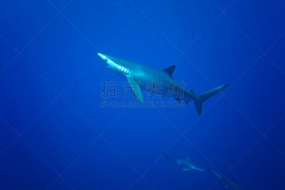 蓝鲨,深的,旅途,海洋生命,环境,大西洋,鲨鱼,亚速尔群岛,2015年,大西洋群岛