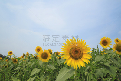 向日葵,田地,自然,天空,水平画幅,无人,蓝色,日本,夏天,户外