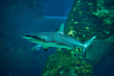 灰角鲨,黑尖鳍角鲨,海鬣蜥,requiem shark,水下,鲨鱼,野外动物,异国情调,新喀里多尼亚,所罗门群岛
