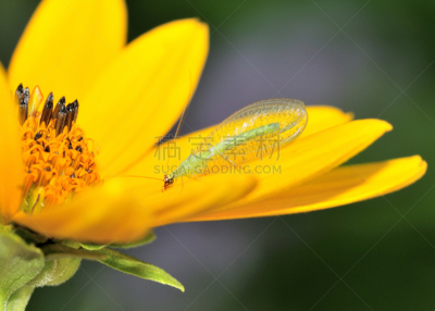 绿色草蜻蛉,自然,野生动物,水平画幅,害虫,无人,特写,昆虫,脉翅目,摄影