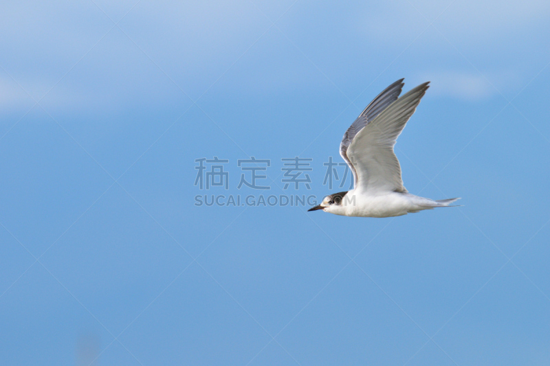 海鸥,水平画幅,无人,2015年,鸟类,燕鸥,特写,飞,摄影,喂养