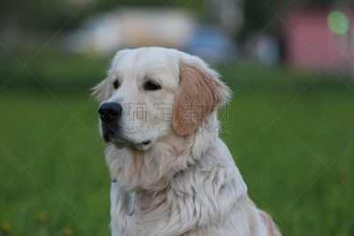 户外,狗,金毛寻回犬,派克大街,水,美,寻回犬,水平画幅,智慧,拉布拉多海