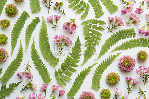 蕨类,菊花,花头,嫩枝,春天,花纹,花瓣,白色背景,自然美,大特写