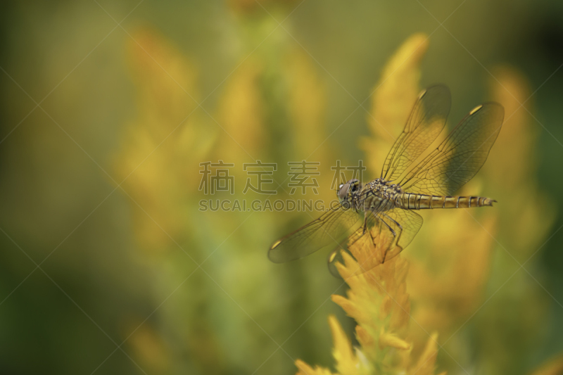 蜻蜓,菜园,芦笋蕨,简历,里拉符号,清新,野生动物,环境,泰国,翅膀