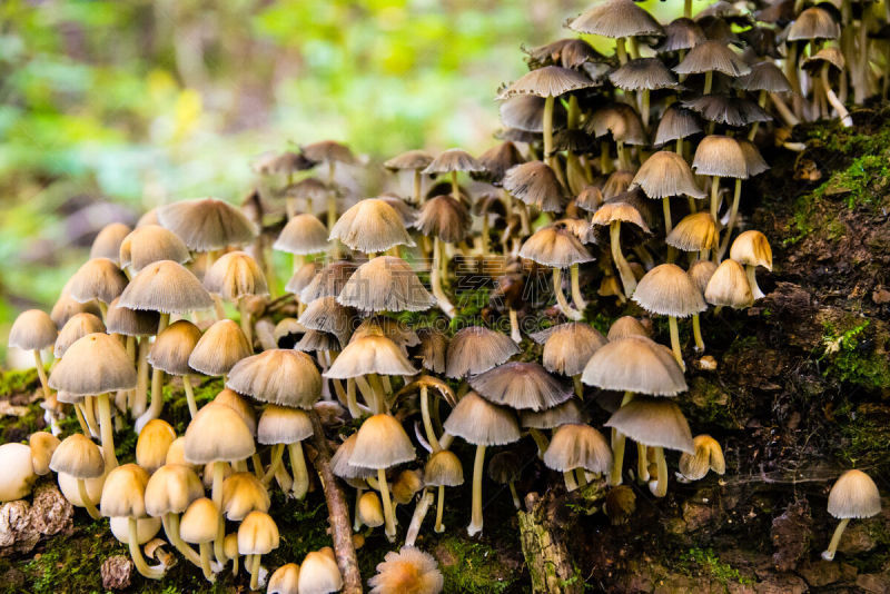 Colony of coprinus micaceus