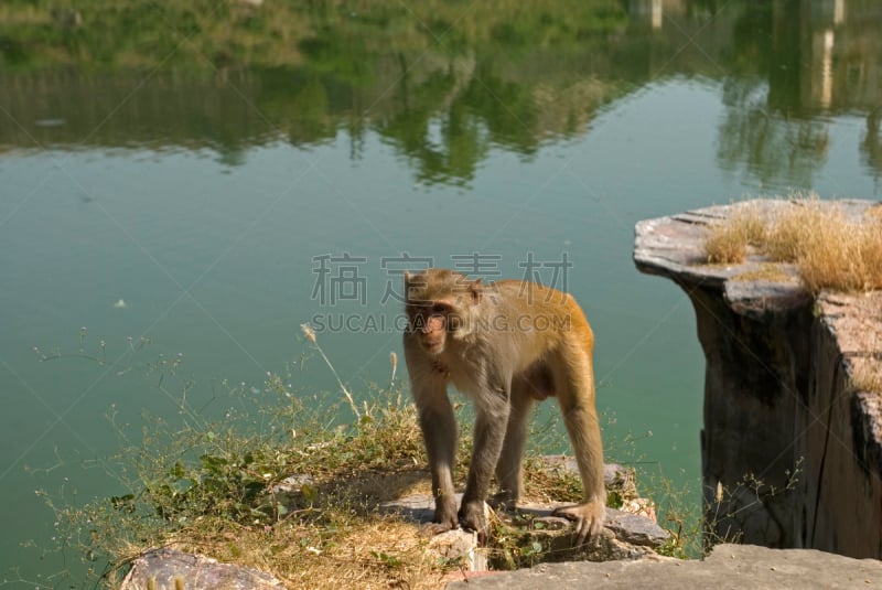 恒河猴,拉贾斯坦邦,印度,奥尔沃,褐色,动物嘴,水平画幅,喜马拉雅山脉,猴子,动物身体部位