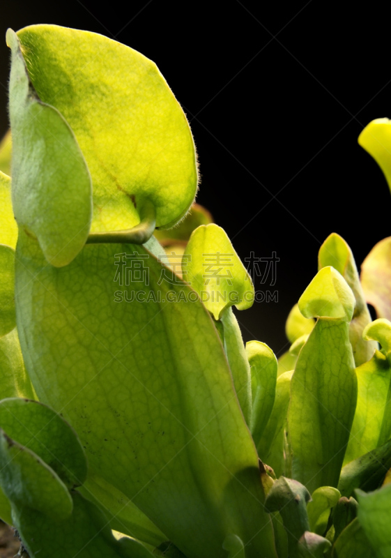 肉食植物,大特写,猪笼草,沼,叶绿素,垂直画幅,装管,无人,捕捞鱼,沼泽