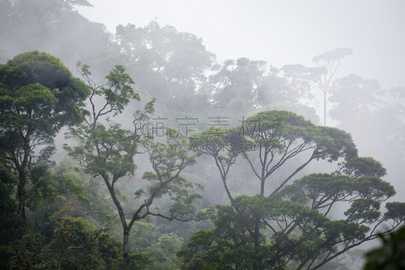 热带雨林,雾,森林,亚马逊雨林,亚马逊地区,公园,水平画幅,枝繁叶茂,山,无人