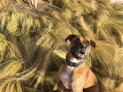 草,狗,血红扇头蜱,牛头獒,兰伯格犬,狗狗障碍赛,北京犬,梯牧草,斑纹,宠物牵引带