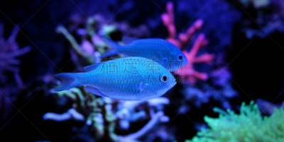 蓝鳃鱼,珊瑚色,水平画幅,水下,礁石,鱼缸,热带气候,水族馆,水生动植物,世界遗产